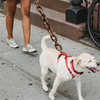 Pawaroo Oversized Chain-Style Dog Walking Accessory | 1.5 m or 3 m